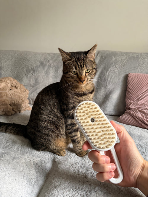 Brosse soin vapeur 3 en 1 pour chat et chien AivoCare